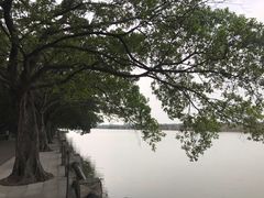-大湾区中央湿地公园