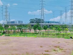 -王借岗森林公园