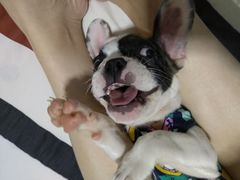 -纳吉亚猫专科动物诊疗中心(蒋宅口分院)