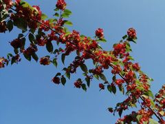 -广西壮族自治区药用植物园