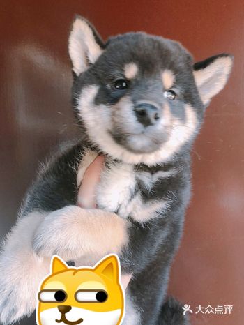 朋友介绍我来的。这里的狗狗超级可爱