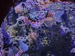 -太平洋海底世界