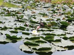 -石家庄市植物园