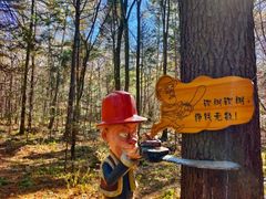 -五营红松林海景区