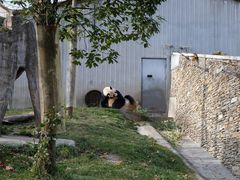 -卧龙中华大熊猫苑神树坪基地