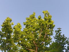 -鲤鱼山公园