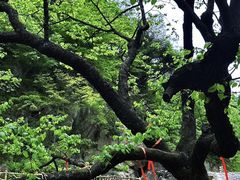 -洛阳白云山景区