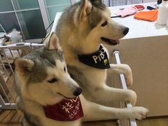 -Husky Go! 哈士奇体验馆·宠物咖啡厅狗咖