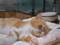 -袖虎·猫馆(体育西路店)