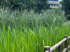 -成都市活水公园