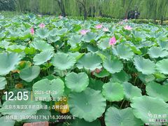 -莲花池公园