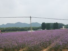 -北京东方普罗旺斯薰衣草庄园