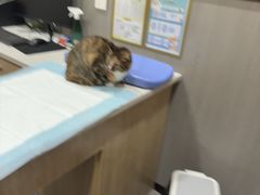 -半岛宠物医院24小时(西派城店)