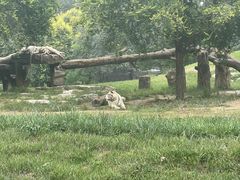 -北京野生动物园