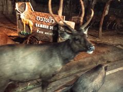 -清迈夜间动物园