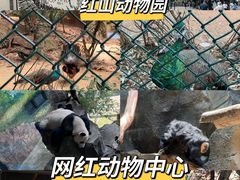 -红山森林动物园