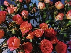 -御品轩(凤城二路店)