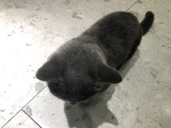 -飞行喵MR PILOT|猫舍·猫咖(静安大融城店)