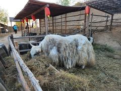 -包头古城文化旅游区