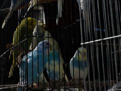 -溪岸路花鸟市场