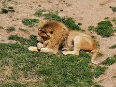 -西霞口神雕山野生动物世界