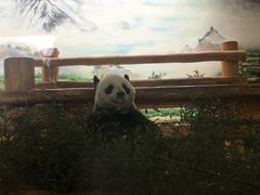 -西霞口神雕山野生动物世界