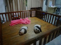熊猫宝宝-成都大熊猫繁育研究基地