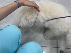 -安安宠医宠物医院·异宠·犬猫内科(岳阳分院)