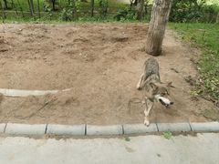 -北京野生动物园