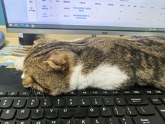 -乖乖宠物医院·猫科·急重症中心(车站北路分院)