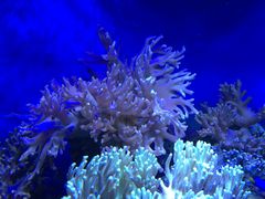 -御唐府海珊瑚主题餐厅