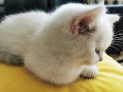 -猫十亿·布偶金渐层·曼基康矮脚猫舍(青年路店)