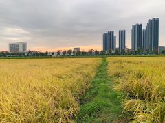 -光明小镇欢乐田园
