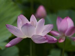 -荷花荡