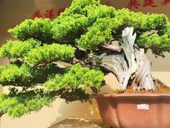 -金花茶公园