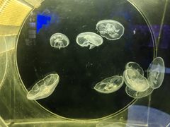 -上海海洋水族馆