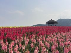 -径山花海