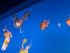 -太平洋海底世界