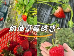 -喜杨洋草莓采摘园