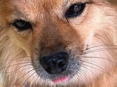 -圣宠动物医院·犬猫专科·影像中心·外科中心