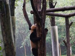 -都江堰中华大熊猫苑