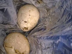 -金盆阿嬷香菇茶叶蛋(玄光店)