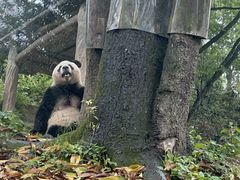 -中国大熊猫保护研究中心雅安碧峰峡基地