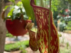 -中国科学院西双版纳热带植物园