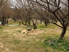 -香雪海