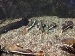 -太平洋海底世界