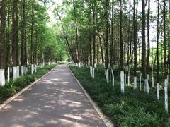 -桤木河湿地公园