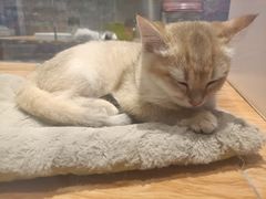 -狗道宠物(常熟印象城店)