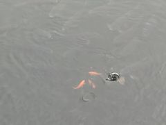 -重庆彩云湖湿地公园