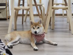 -柴迷FANS CLUB·柴犬狗咖·猫咖